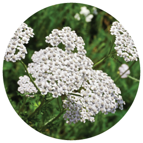 Coada Soricelului